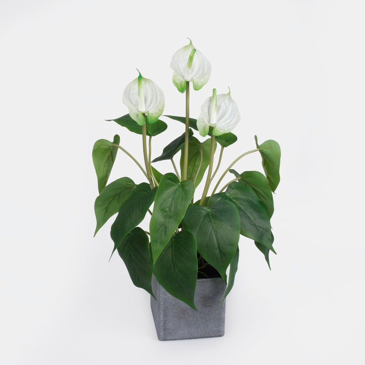 Anthurium ruukussa Valkoinen - Tekokukat.fi