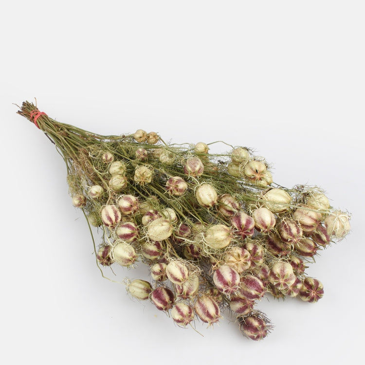 Nigella damascena Vihreä - Tekokukat.fi