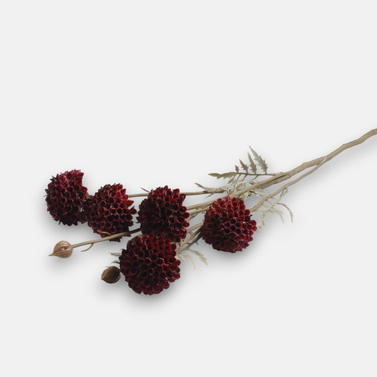 Kukkiva valkosipuli Burgundia - Tekokukat.fi