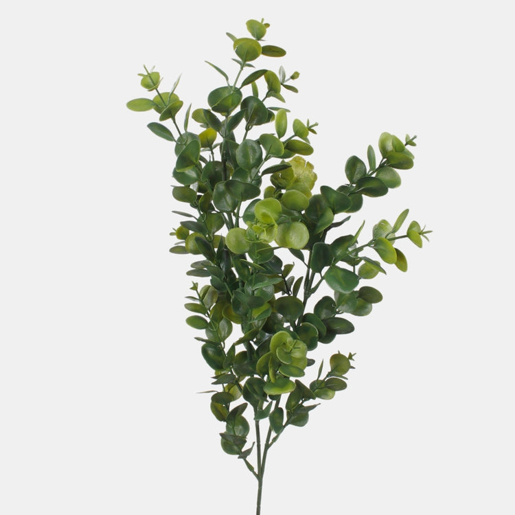 Eukalyptus
vihreä