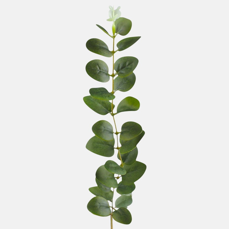Grüner Eukalyptuszweig 51 cm – Tekokukat
