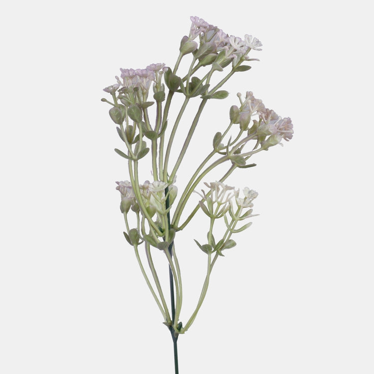 Gypsophila liila - Tekokukat.fi