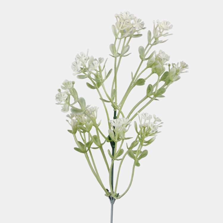 Gypsophila kerma - Tekokukat.fi