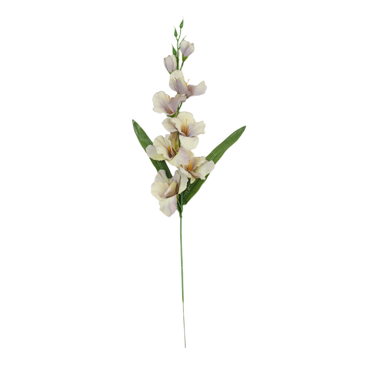 Gladiolus – tekokukka