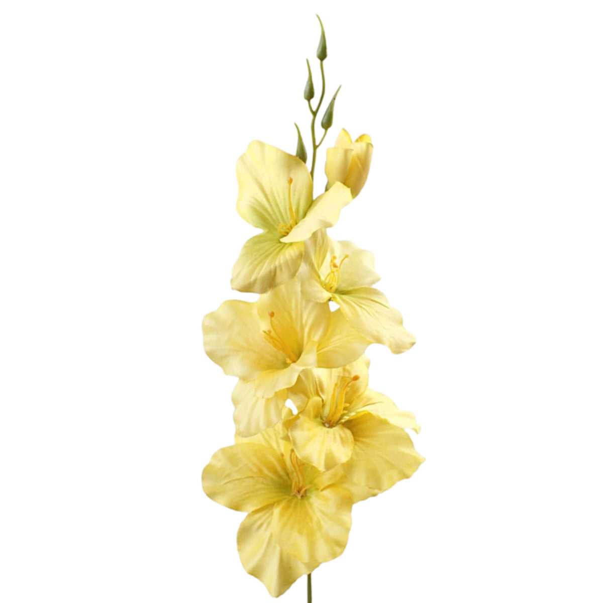 Gladiolus – tekokukka, 54 cm