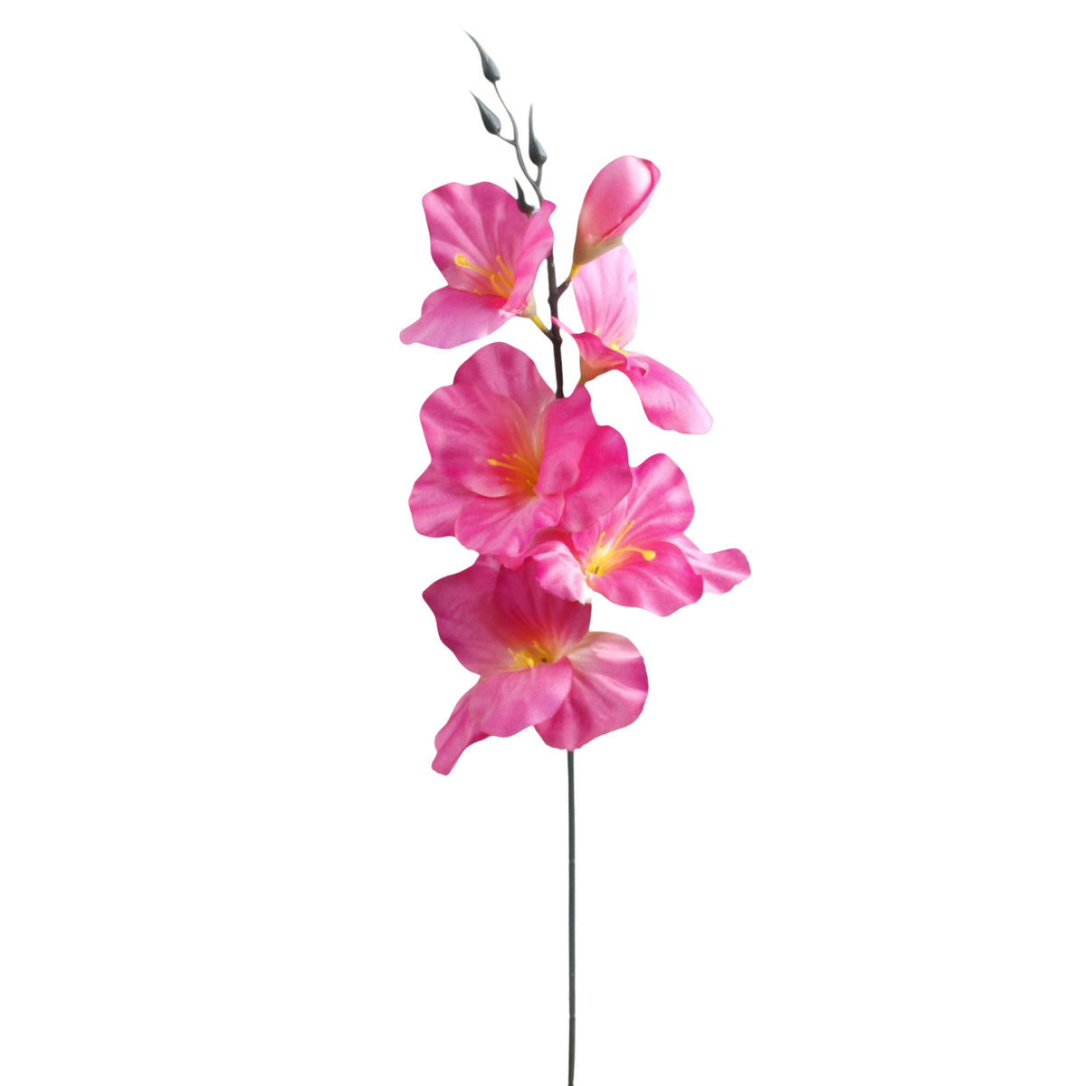 Gladiolus – tekokukka, 55 cm