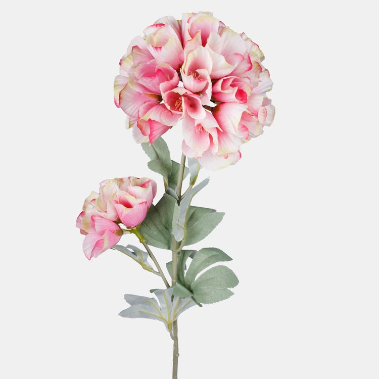 Hortensia oksa - Koristeoksa