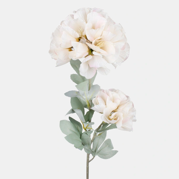 Hortensia oksa - Koristeoksa