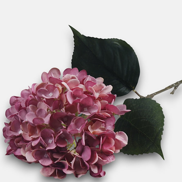 Hortensia tekokukka syksyn kauneus