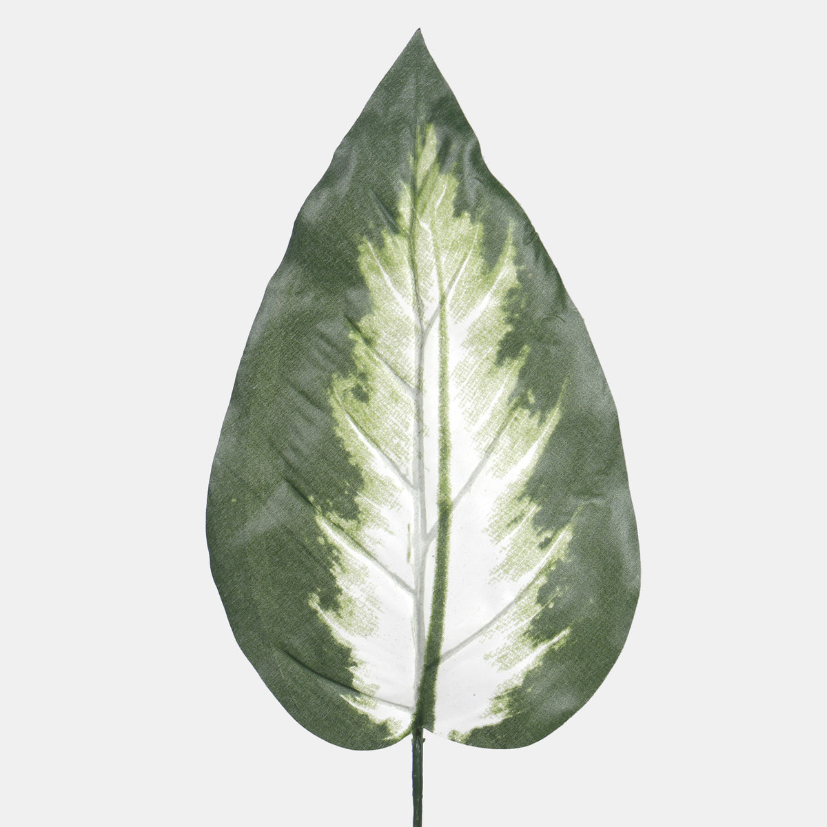 Kirjovehka – tekolehti, 47 cm