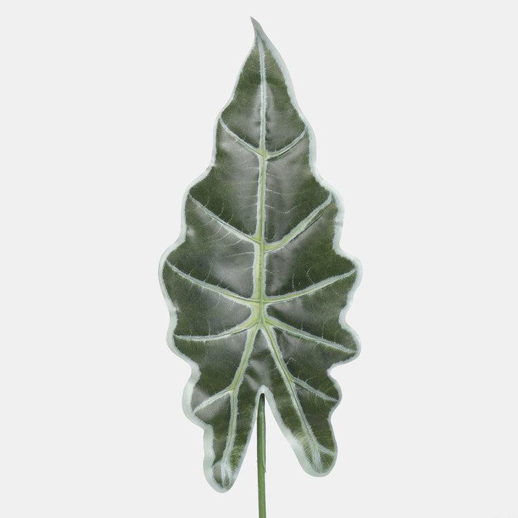 Alocasia lehtiä
vihreä