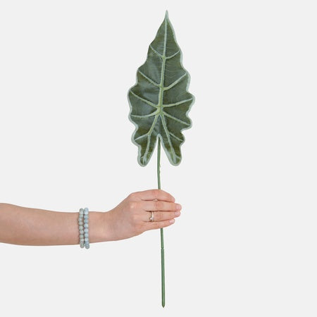 Alocasia lehtiä
vihreä