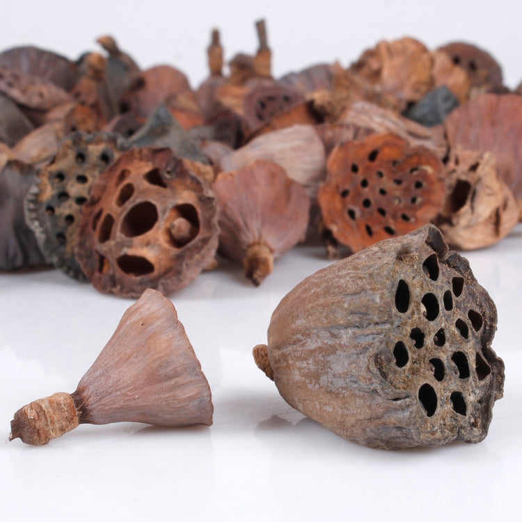 Lotus mini x 100 kpl - Tekokukat.fi