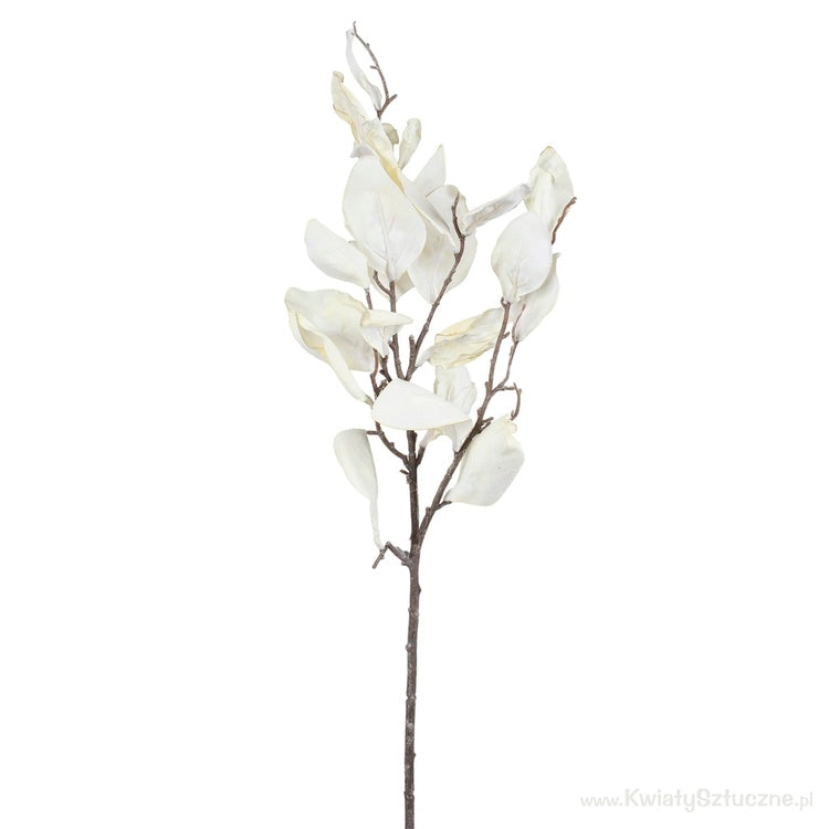 Syksyn oksa magnolia
syksyinen voide