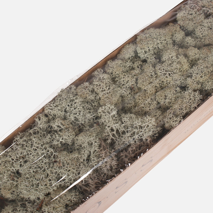 Poro sammal Hopeanharmaa - Tekokukat.fi