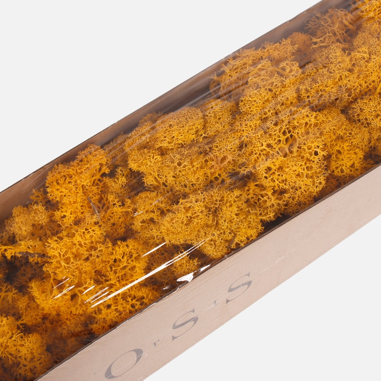 Poro sammal Keltainen - Tekokukat.fi