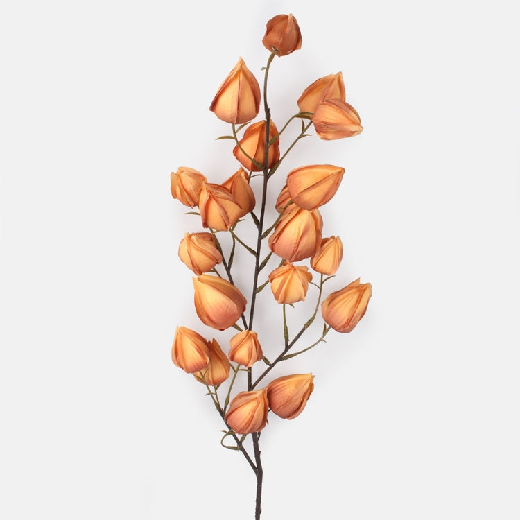 Physalis tekokukka vaaleanruskea