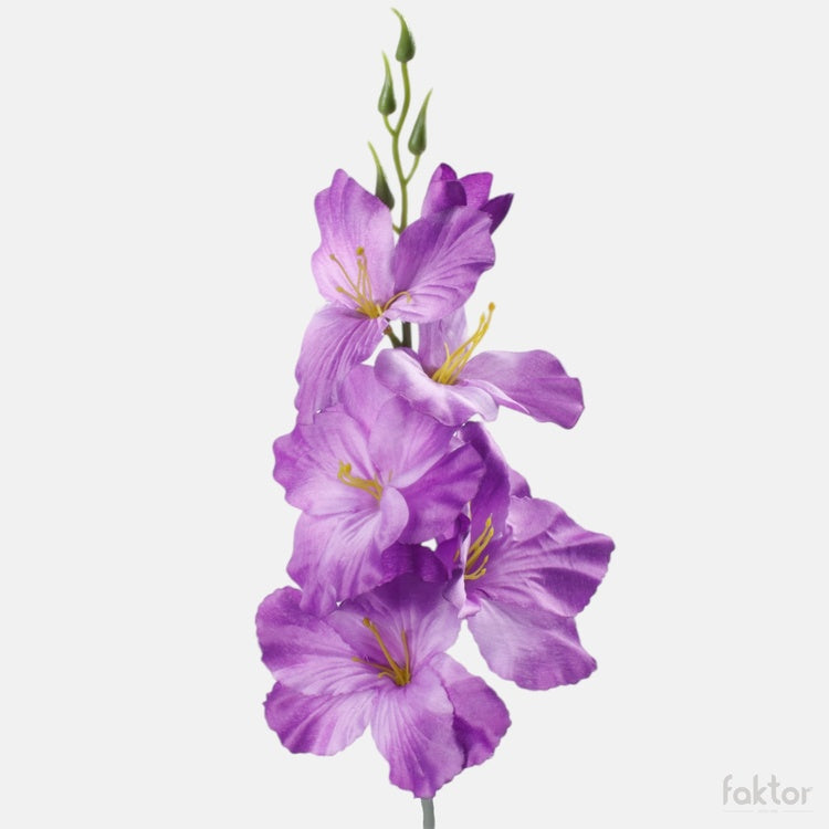 Gladiolus satiini Violetti - Tekokukat.fi