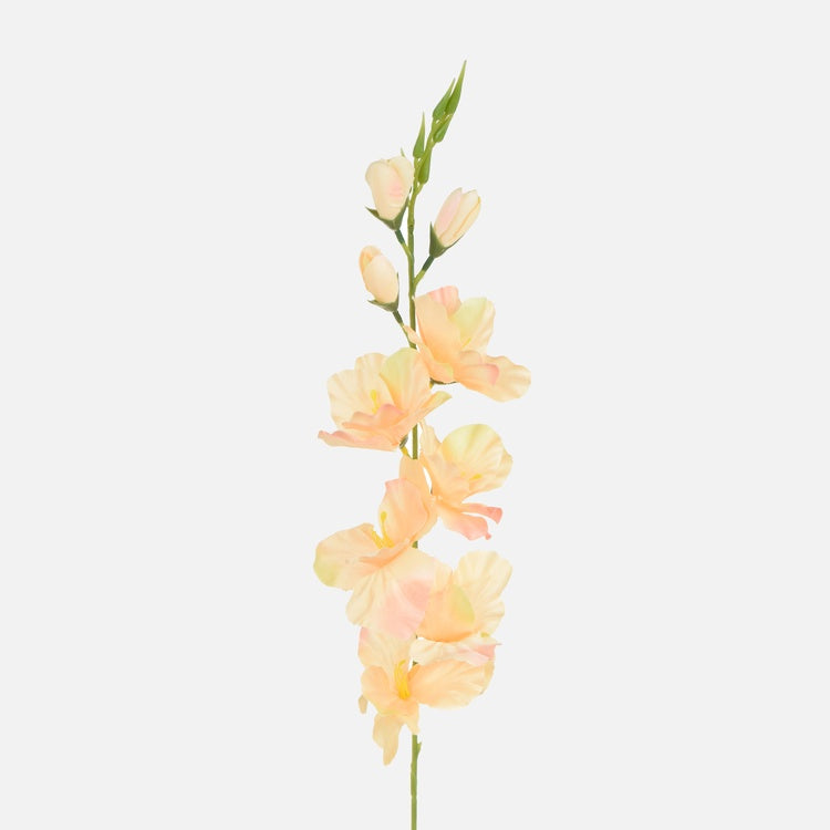 Gladiolus Persikka - Tekokukat.fi