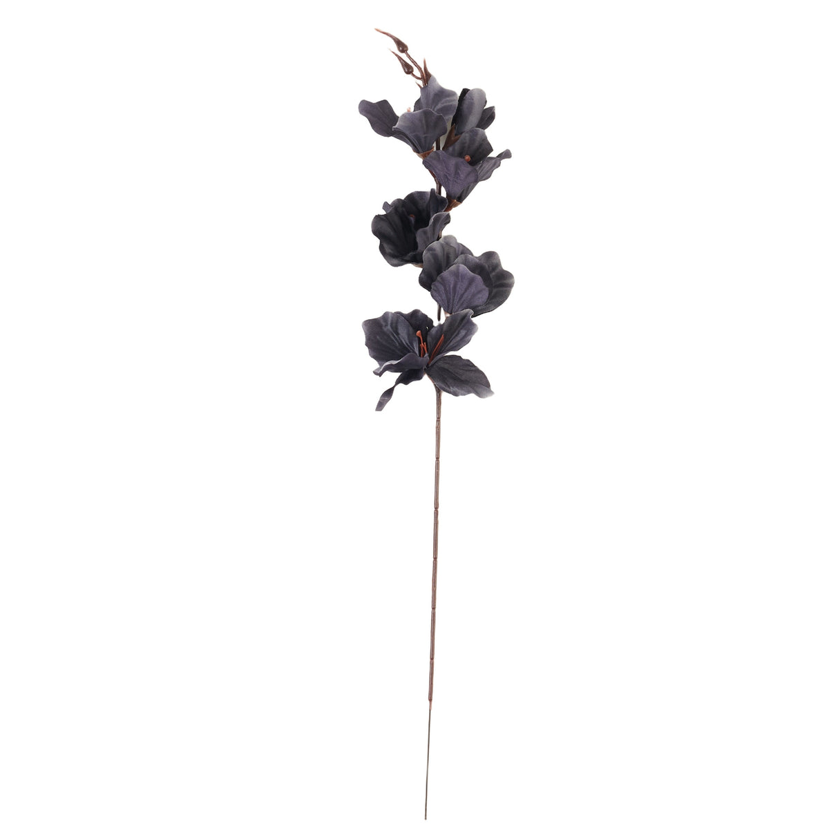 Musta gladiolus – tekokukka