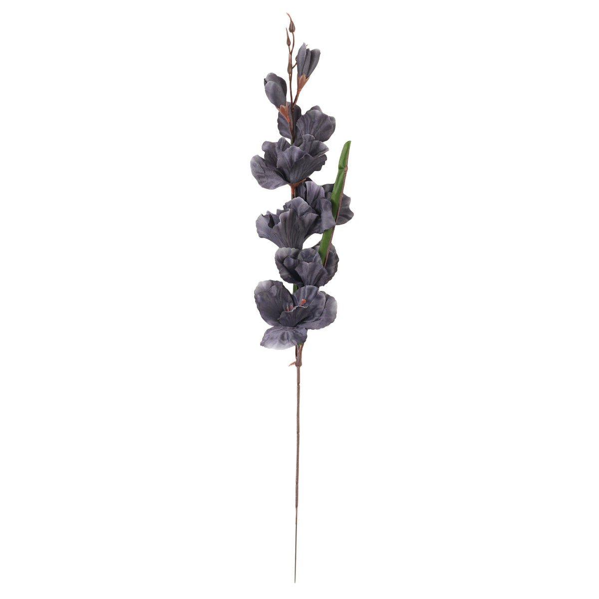 Musta gladiolus – tekokukka