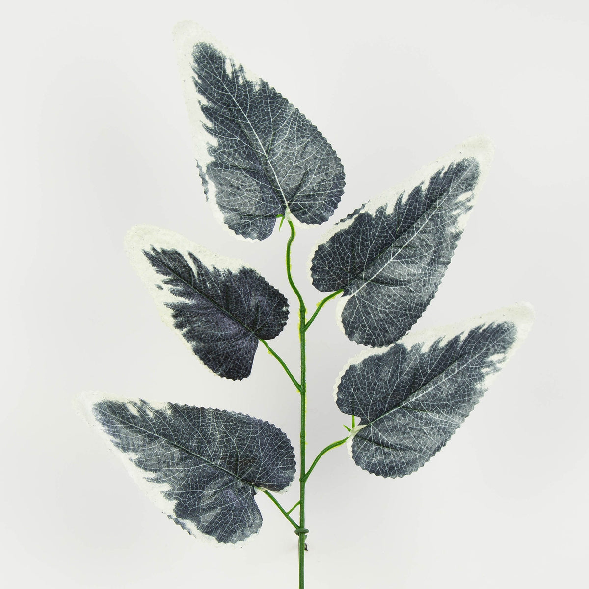 Musta/kerma tekolehti, 55 cm, 12 kpl