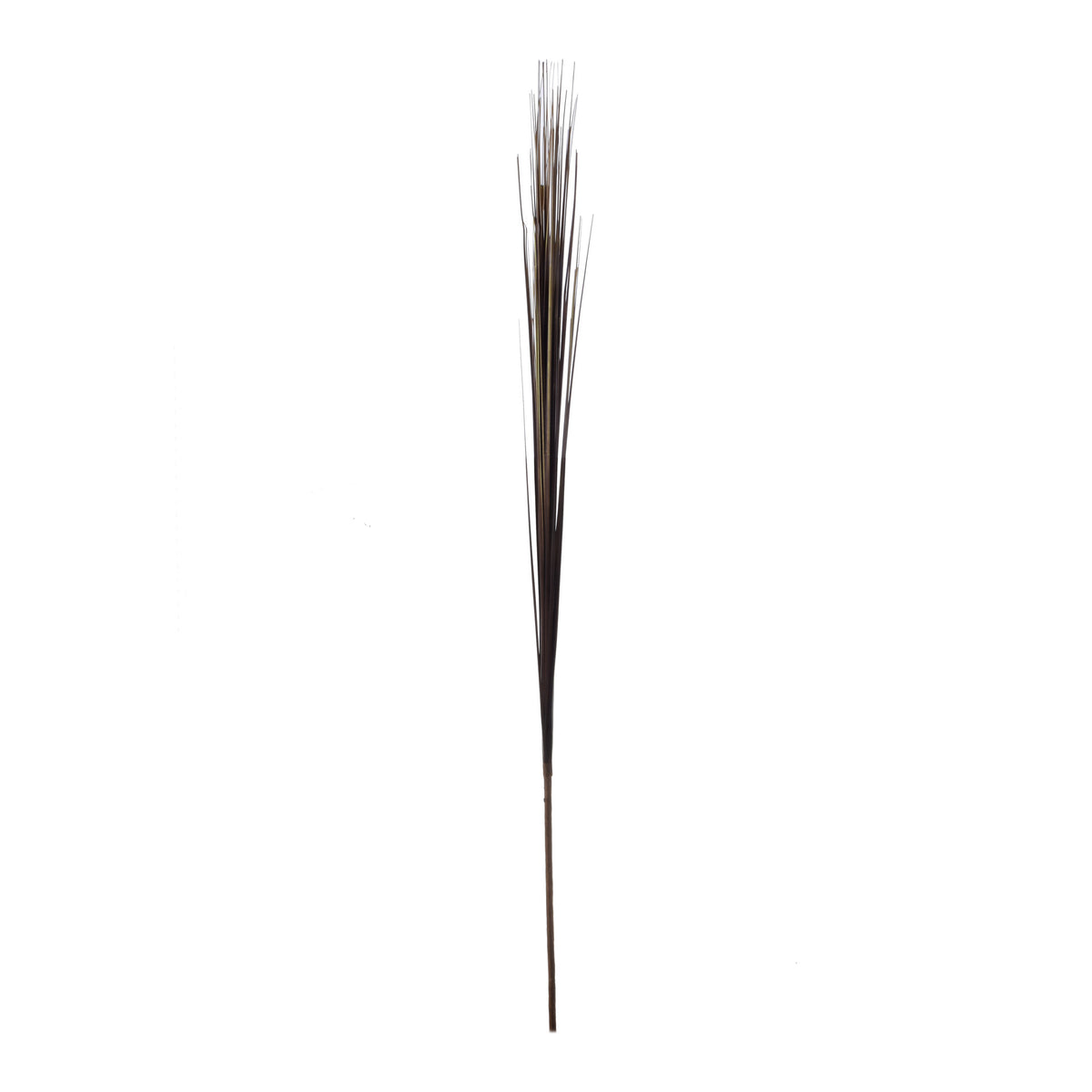 Musta koristeheinä – koristeheinä, 75 cm