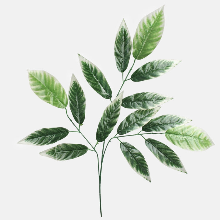 Cornus alba T.T. Green/Cream Edge - Tekokukat.fi