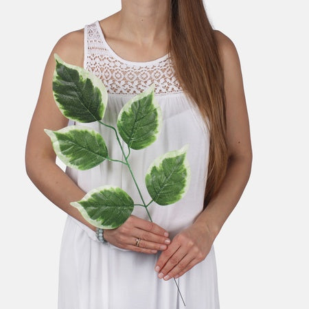 Pothos
vihreä/valkoinen reuna