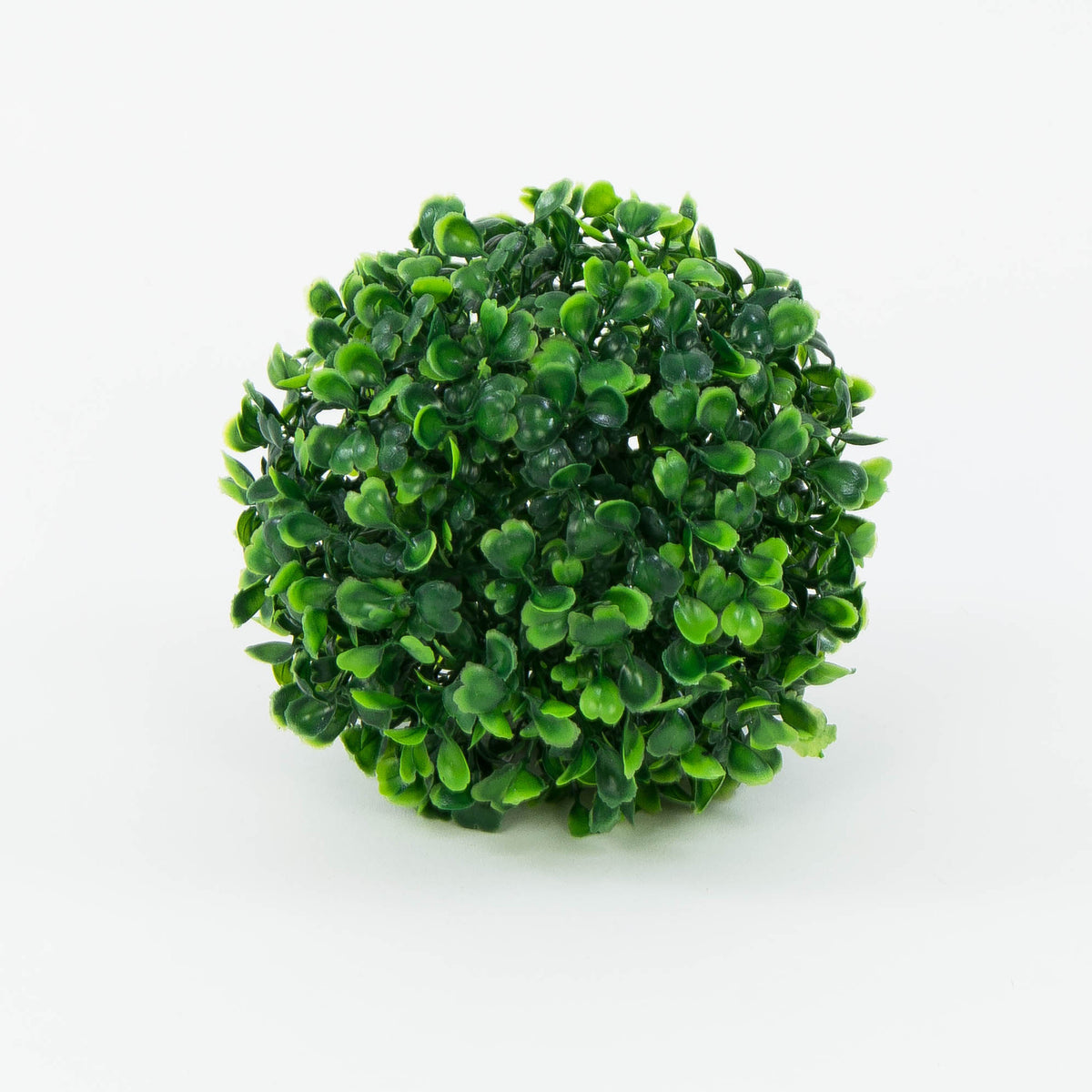 Puksipensas – koristeoksa, 15cm