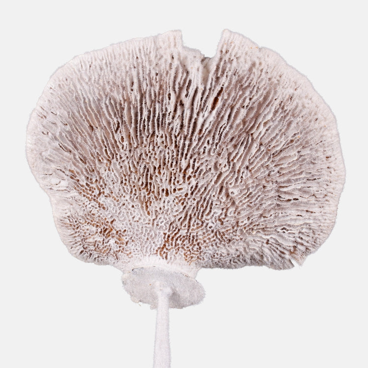 Flocked sieni x 6 kpl Valkoinen - Tekokukat.fi