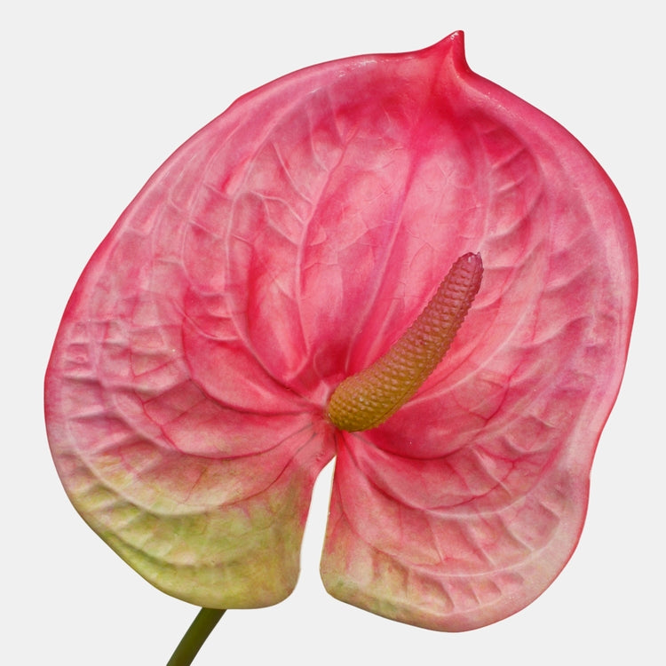 Anthurium tekokukka vaaleanpunainen - Tekokukat.fi