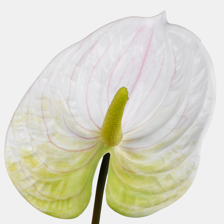 Anthurium tekokukka valkoinen/vihreä - Tekokukat.fi