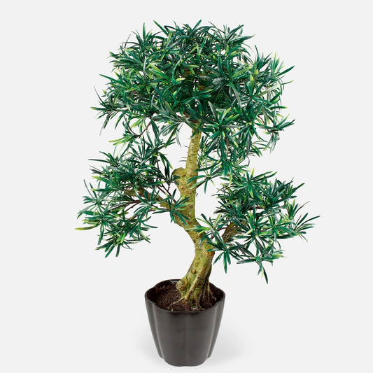 Bonsai kasvi - Tekokasvi