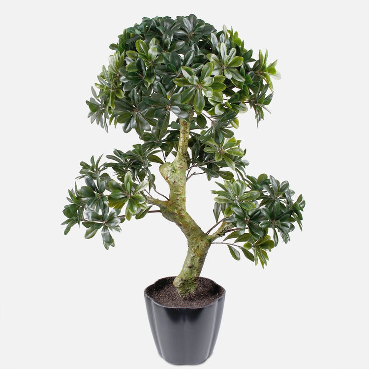 Bonsai puu - Tekokukat.fi