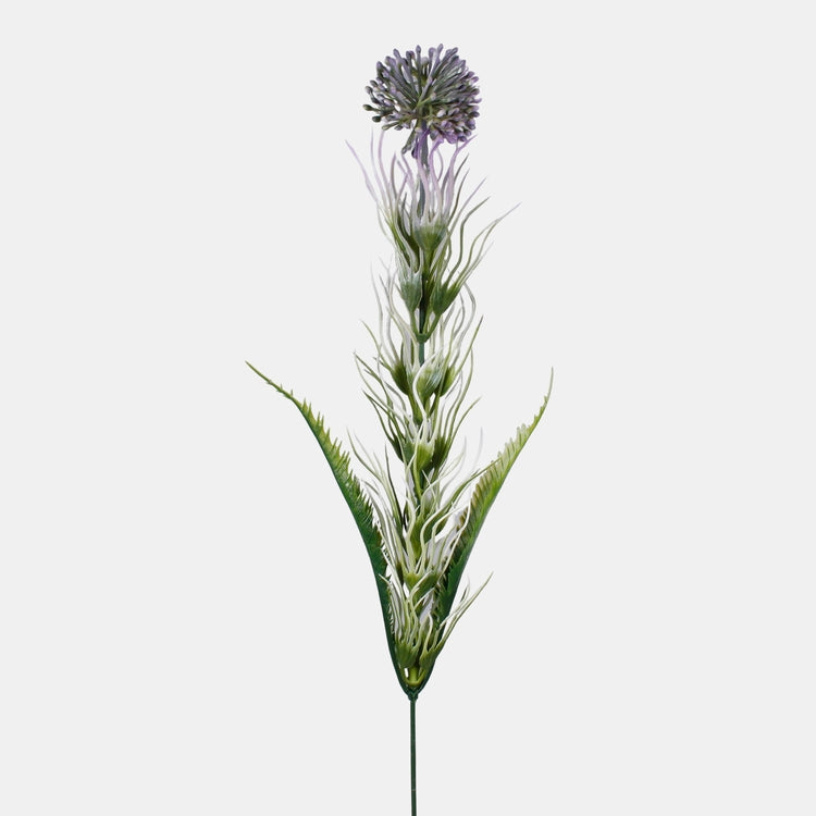 Koristeellinen valkosipuli 
violetti