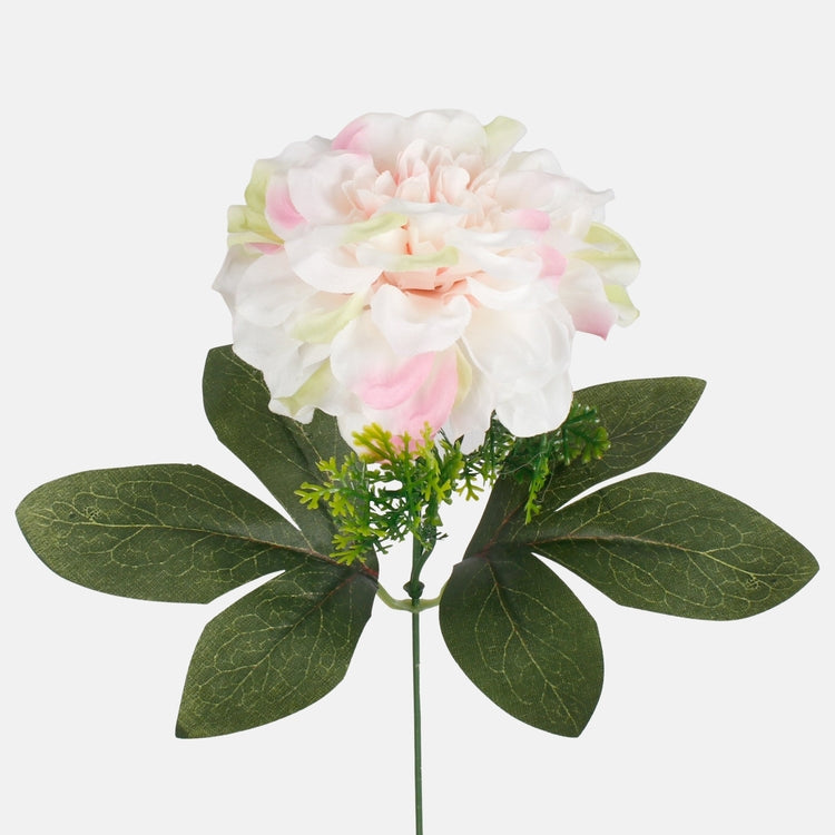 Dahlia tekokukka kermanvärinen/vaaleanvihreä/vaaleanpunainen reuna
