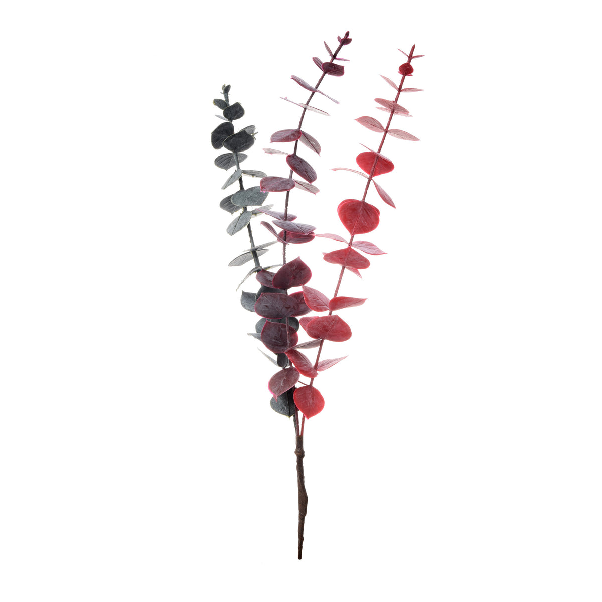 Eukalyptus – koristeoksa, 44 cm