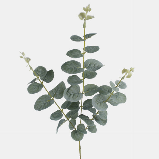 Eukalyptus – koristeoksa, 64 cm