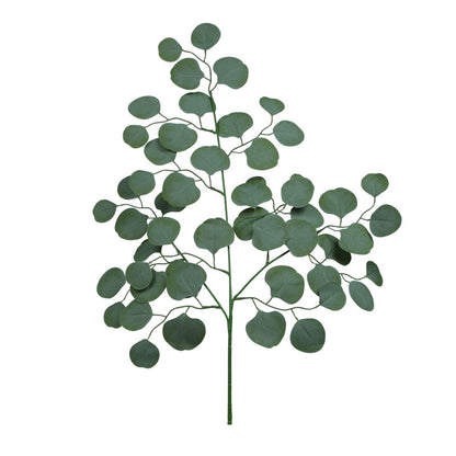 Eukalyptus – koristeoksa, 70 cm