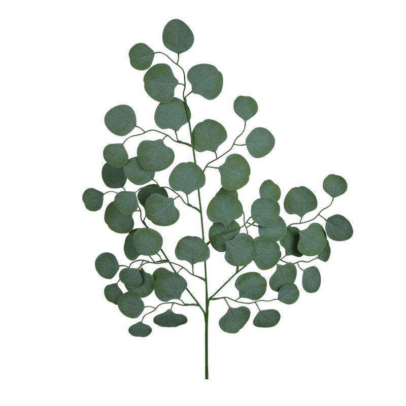 Eukalyptus – koristeoksa, 70 cm