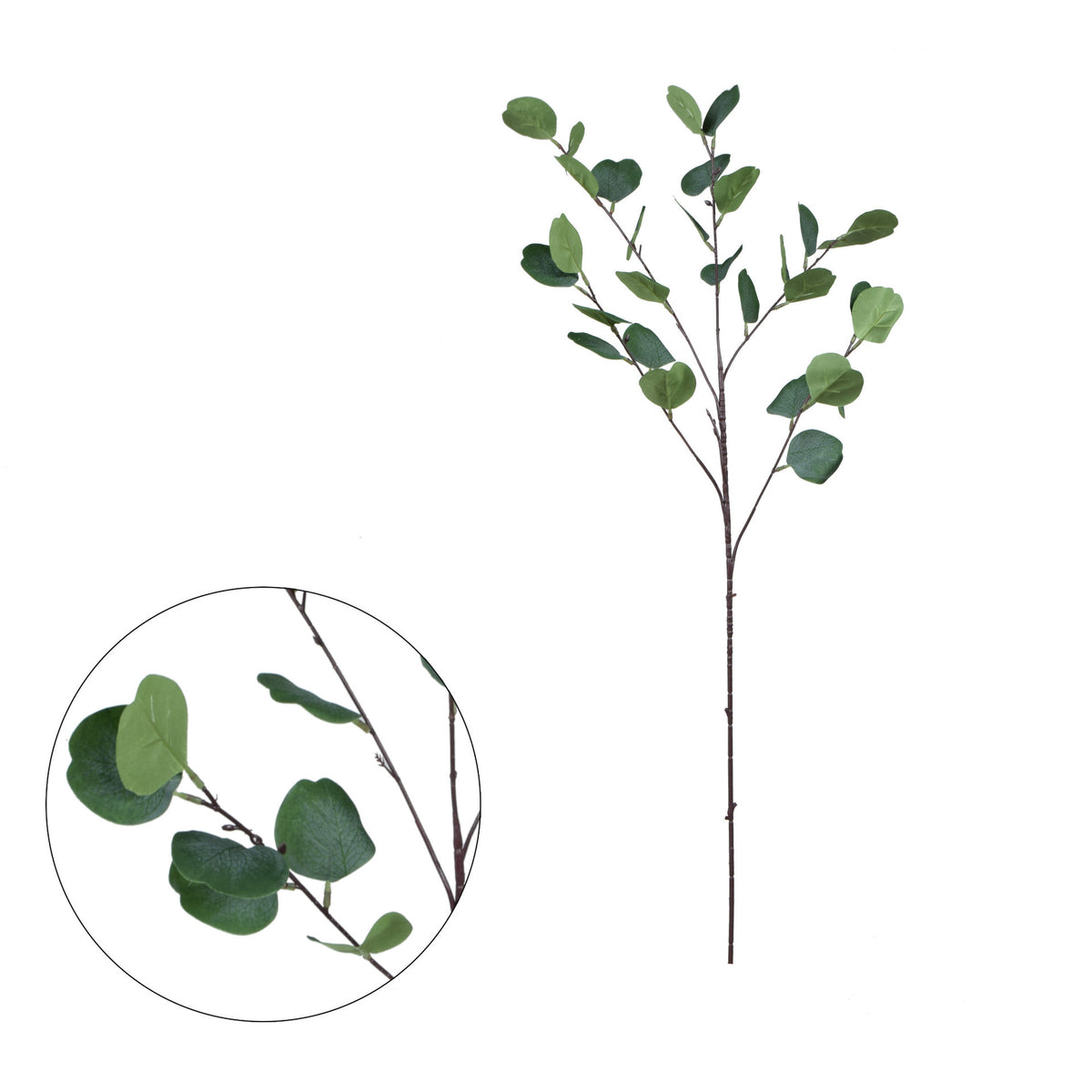 Eukalyptus – koristeoksa, 90 cm