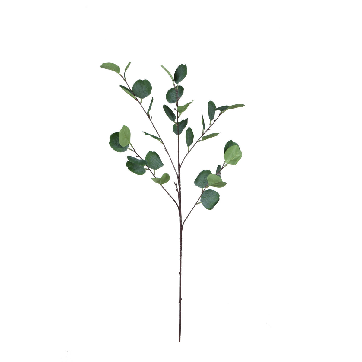 Eukalyptus – koristeoksa, 90 cm