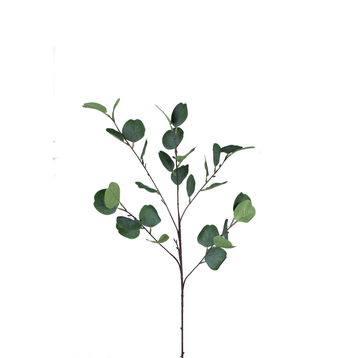 Eukalyptus – koristeoksa, 90 cm