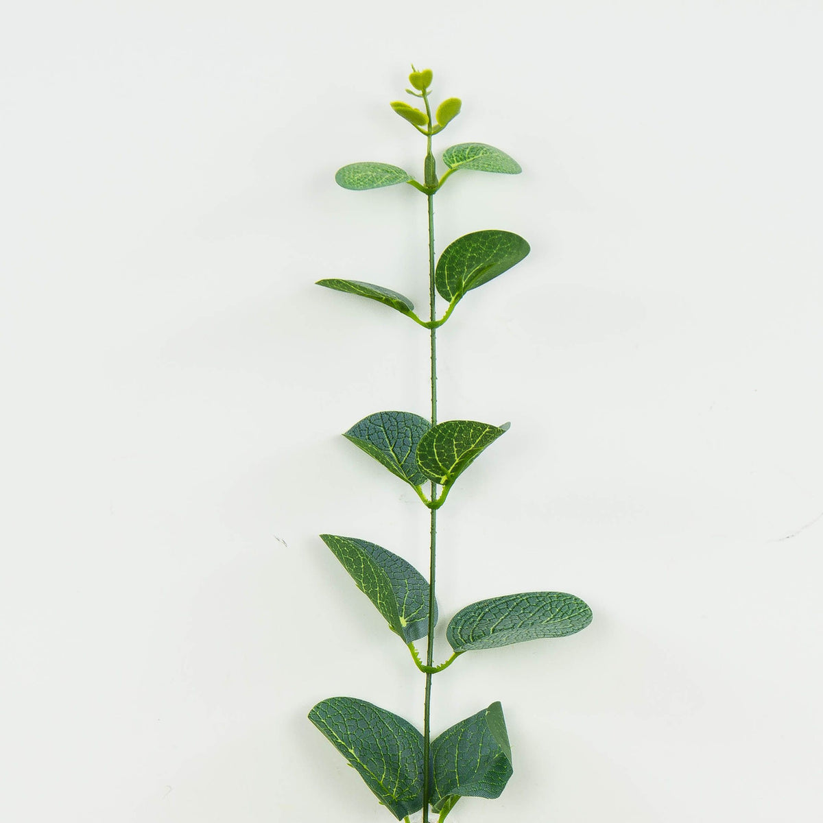 Eukalyptus – tekokasvi, 12 kpl