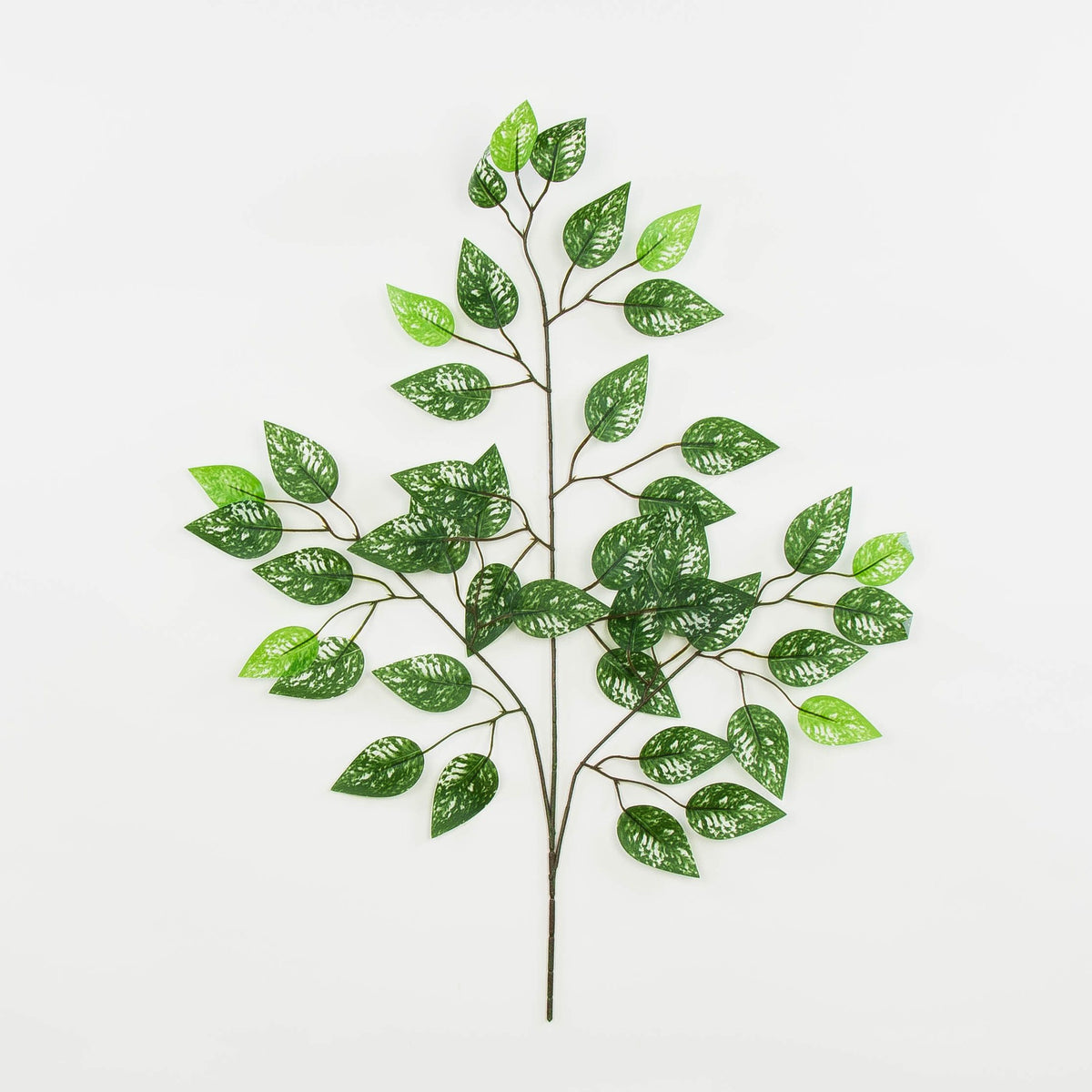 Fiikus – koristeoksa, 60 cm, 12 kpl