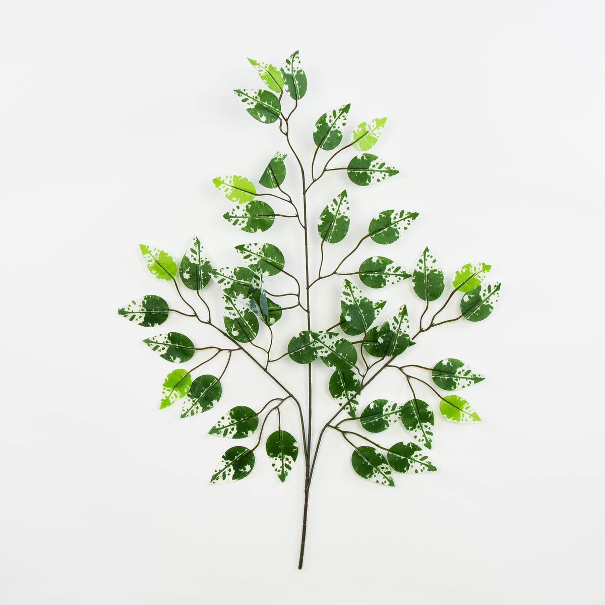 Fiikus – koristeoksa, 60 cm, 12 kpl