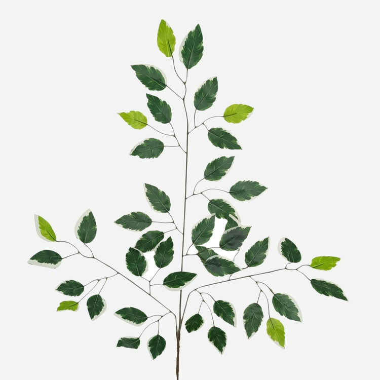 Ficus Benjamina x 3 T.T. Vihreä/valkoinen reuna - Tekokukat.fi