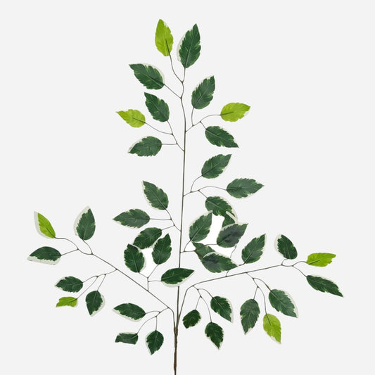 Ficus Benjamina x 3 T.T. Vihreä/valkoinen reuna - Tekokukat.fi