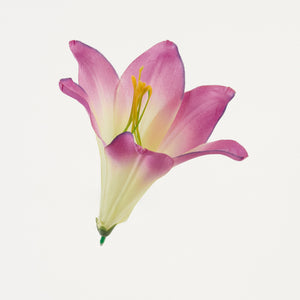 Fuksia/Keltainen